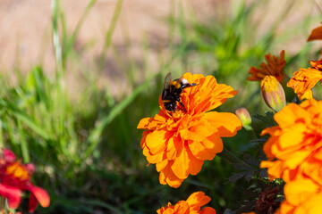 Bumblebee collecting pollen on orange Mexican marigold flowers