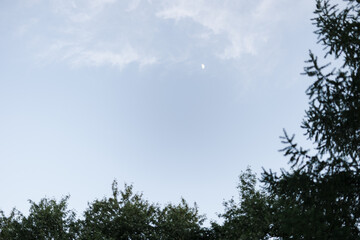 not a full moon in the evening sky through the trees