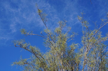 Moringa Peregrina tree with very first spring leaves