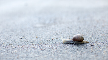 Snails in an early spring morning looking for moisture and nutrition