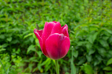 Red tulip flowers in backyard , romantic spring background. Copy space.