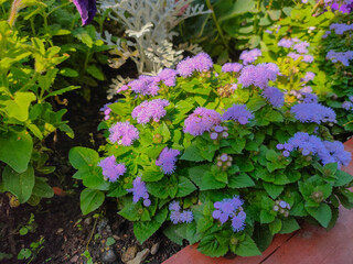 Blooming bluemink (Ageratum houstonianum) flowers