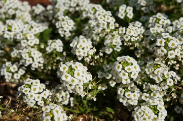 Lobularia maritima or Alyssum beautiful white flowers, selective focus, purposely blurred