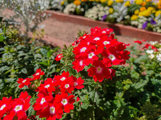 Fototapeta premium Blooming Verbena flowers in garden