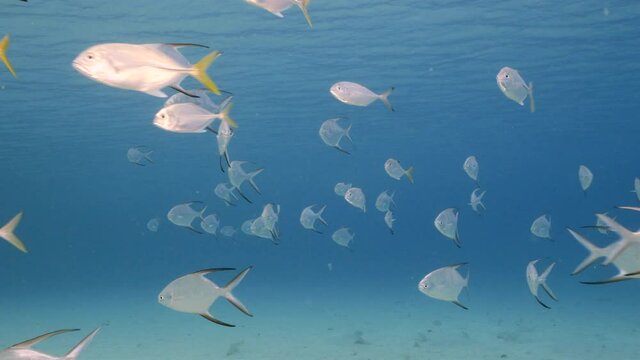 School of juvenile Palometa and Horse-Eye Jack in shallow water of coral reef in Caribbean Sea, Curacao