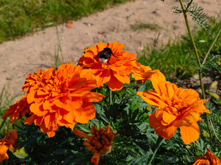 Bumblebee collecting pollen on orange Mexican marigold flowers