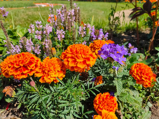 Garden with Rudbeckia, Mexican marigold and Verbena flowers