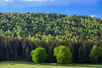 Fototapeta na wymiar landscape with deciduous and coniferous forest