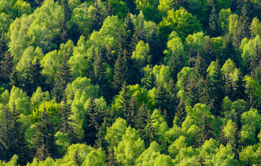 landscape with a mixed forest in spring