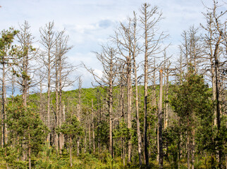 many dry trees in the forest