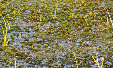 peat moss (Sphagnum) in water