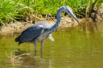 Grey heron (Ardea cinerea) stalking for preys in a pond