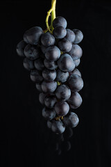 Bunch of black grapes side light on a black background above a black reflective surface.