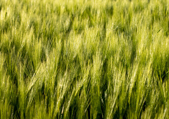 a close-up of green wheat plants in a field