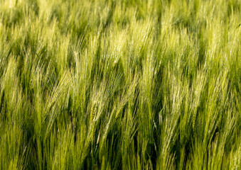 a field cultivated with barley
