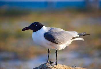 Seagull 
