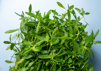 Leaf and plants been in nature