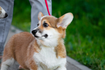 Puppy Welsh Corgi Pembrokes age 3 months two colors of red fawn and white color. A three-month-old pet walks on a red leash and looks at another adult dog. High quality photo