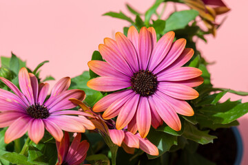 Obraz premium Osteospermum flower plant in pots ready for transplanting into garden. On a pink background