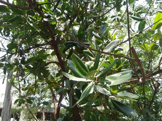 Hawaiian Baby or woodrose Argyreia or Nervosa or Woolly Morning Glory
Fruits of Vruddhadaru-...