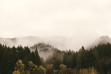 The Fog Over The Green Trees