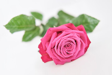 Pink rose on white background