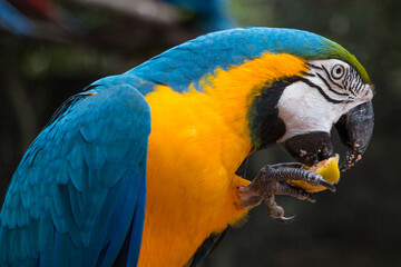 blue and yellow macaw