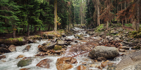 the river in the forest flows from the mountains