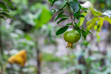 Young pomegranate fruit close up in the garden