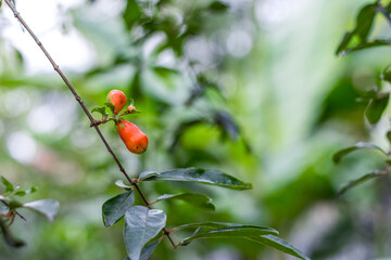 Pomegranate flower buds close up on a branch with leaves on soft green background