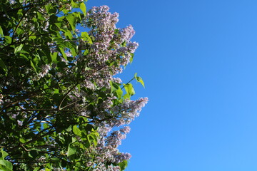 blooming lilac on a pure blue sky