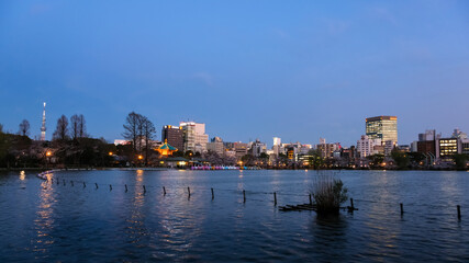 Fototapeta premium 東京都台東区 夕暮れの上野公園 春