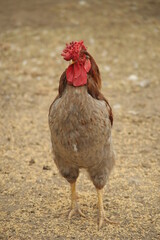 a country rooster stands on the wheat