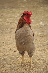a country rooster stands on the wheat