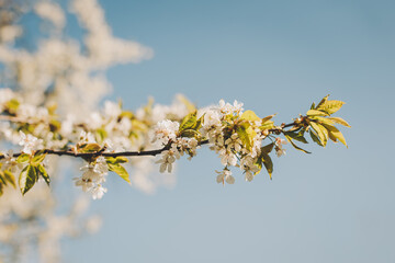 Branches of a blossoming tree on a garden background. Spring blossom.