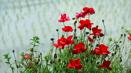 Obraz premium 벼논 비탈에서 자라고 있는 꽃양귀비