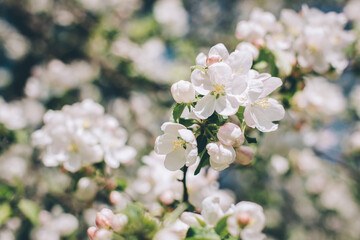 Obraz premium Branch of a blossoming apple tree in a spring garden.