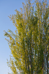 Obraz premium A Tall Griffin Poplar Tree in the Morning Sunlight