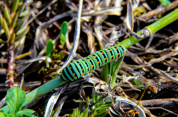 macro detail green caterpillar on green stem of plant. nature seen up close