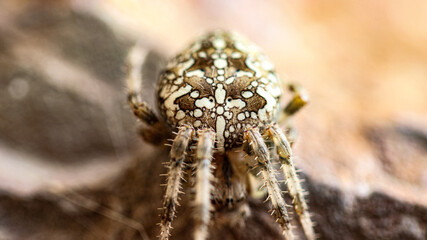 macro detail face of spider araneus diadematus.