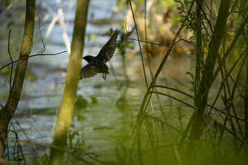 song thrush in the wild