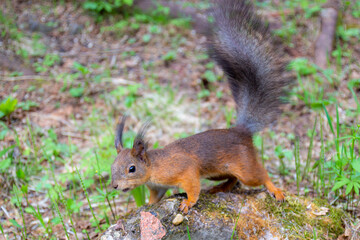 Naklejka na ściany i meble Curious fluffy red squirrel stretches on a stone in the forest