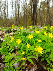 yellow flowers in the forest