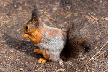 Naklejka na ściany i meble Cute wild squirrel sits on land in a forest and feeds on nuts. Side view