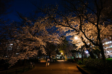 Fototapeta premium 東京都台東区 上野公園の夜桜