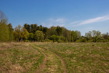 Spring forest and field road on a sunny day