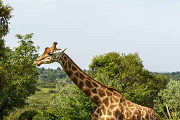 Obraz premium Portait d'une Girafe solitaire