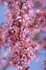 Prunus okame flowering early spring ornamental tree, beautiful small pink flowers in bloom