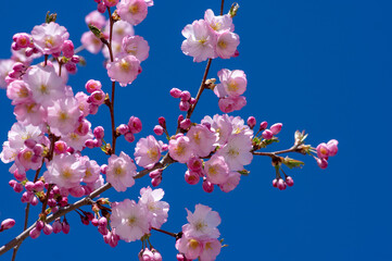 Prunus sargentii accolade sargent cherry flowering tree branches, beautiful groups light pink petal flowers in bloom and buds - obrazy, fototapety, plakaty