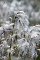 Fototapeta premium Eriophorum angustifolium common cottongrass flowering plant, group of cottonsedge flowers in bloom on natural protected meadow